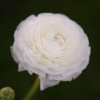 Picture of Ranunculus Asiaticus White