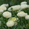 Picture of Ranunculus Asiaticus White