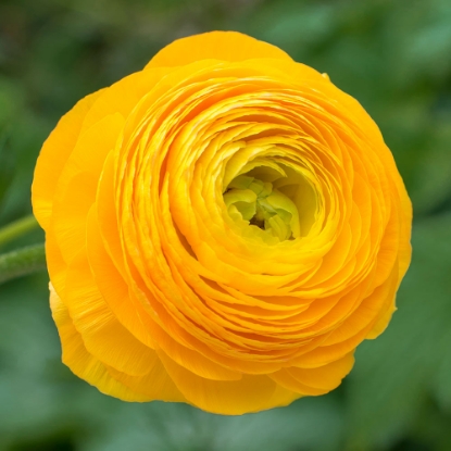 Picture of Ranunculus Asiaticus Yellow