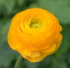 Picture of Ranunculus Asiaticus Yellow
