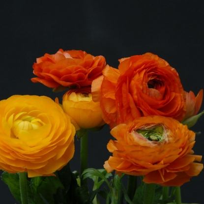 Picture of Ranunculus Asiaticus Orange