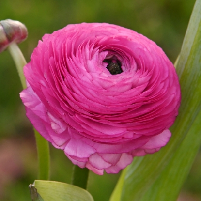 Bild på Bukettranunkel Rosa