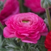 Picture of Ranunculus Asiaticus Pink