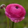 Picture of Ranunculus Asiaticus Pink