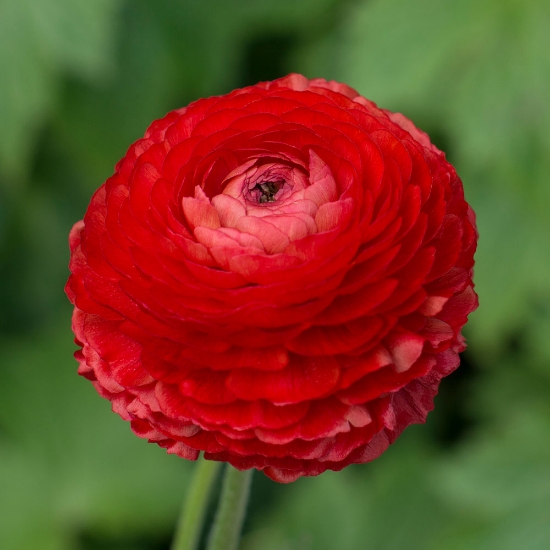 Picture of Ranunculus Asiaticus Red