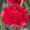 Picture of Ranunculus Asiaticus Red