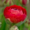 Picture of Ranunculus Asiaticus Red