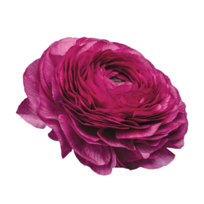 Picture of Ranunculus Asiaticus Purple