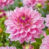 Picture of Anna Marie