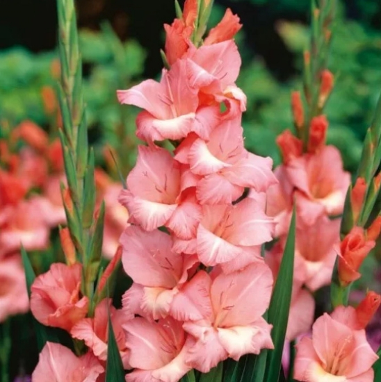 Picture of Rose Supreme (var spic and span)