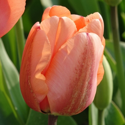 Picture of Apricot Copex (6st)