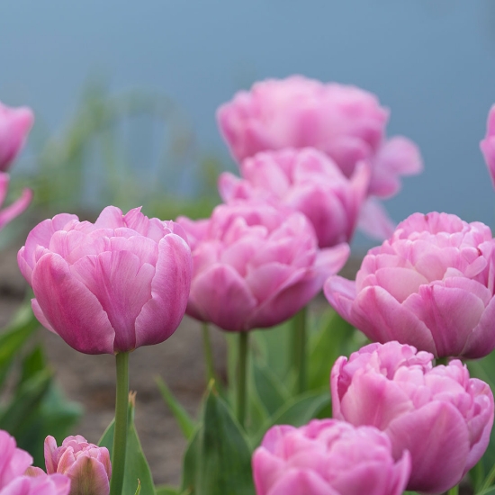 Bild på Tabledance (7st)