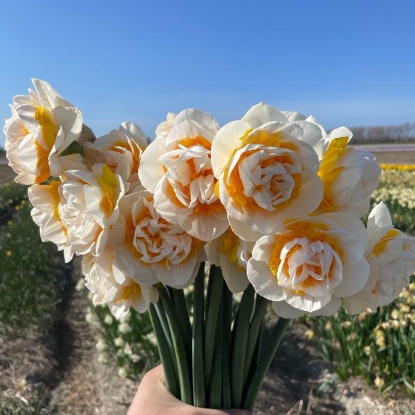 Picture of Fragrant Jewel (5st)