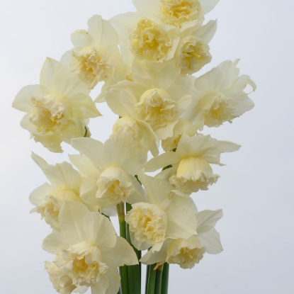 Picture of White Marvel (8st)