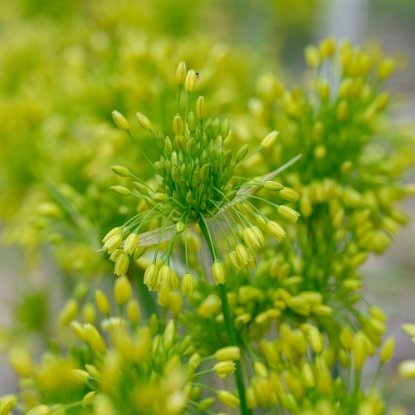 Bild på Bollök 'Yellow Fantasy' (6st)