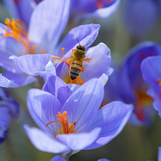Bild på Höstkrokus (10st) (Börjat växa)
