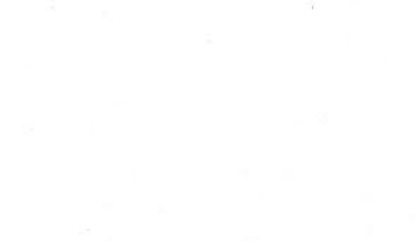 Picture of Yacón (Smallanthus sonchifolius)