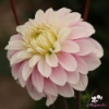 Bild på Rose Quartz Idylle (Mgg 10 stickling)