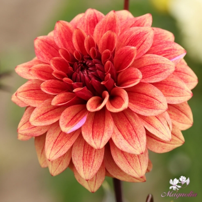 Bild på Antique Idylle 