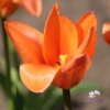 Picture of Apricot Emperor (7 st)