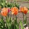 Picture of Apricot Emperor (7 st)