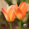 Picture of Apricot Emperor (7 st)