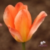Picture of Apricot Emperor (7 st)