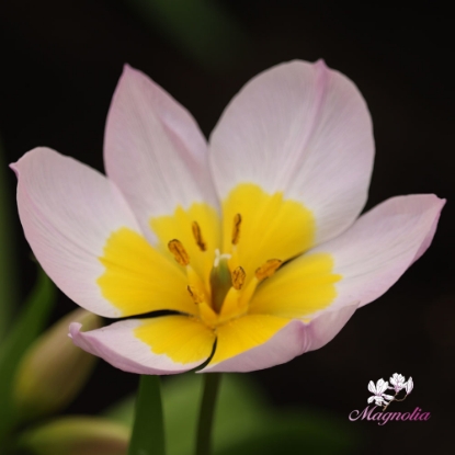 Picture of Bakeri 'Lilac Wonder' (13st)
