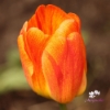 Bild på Beauty of Apeldoorn (10st)