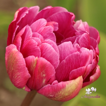 Bild på Blue Diamond (6st)