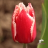 Picture of Canasta (7st)