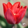 Picture of Couleur Cardinal (7st)