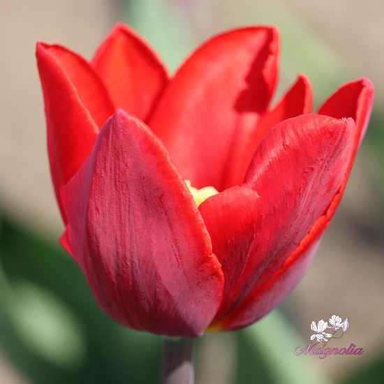 Picture of Couleur Cardinal (7st)
