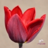 Picture of Couleur Cardinal (7st)