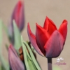 Picture of Couleur Cardinal (7st)