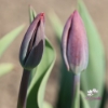 Picture of Couleur Cardinal (7st)