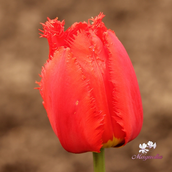 Picture of Crystal Beauty (10st)