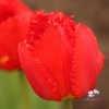 Picture of Crystal Beauty (10st)