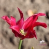 Picture of Doll's Minuet (10st)