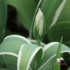Picture of Esperanto (7st)