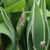 Picture of Esperanto (7st)