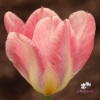Picture of Flaming Purissima (9st)