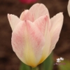 Picture of Flaming Purissima (9st)