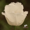 Picture of Honeymoon (7st)