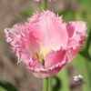Bild på Huis Ten Bosch (8st)