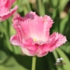Bild på Huis Ten Bosch (8st)