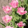Bild på Huis Ten Bosch (8st)