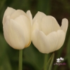 Picture of Ivory Floradale (8st)