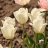 Picture of Ivory Floradale (8st)