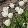 Picture of Ivory Floradale (8st)